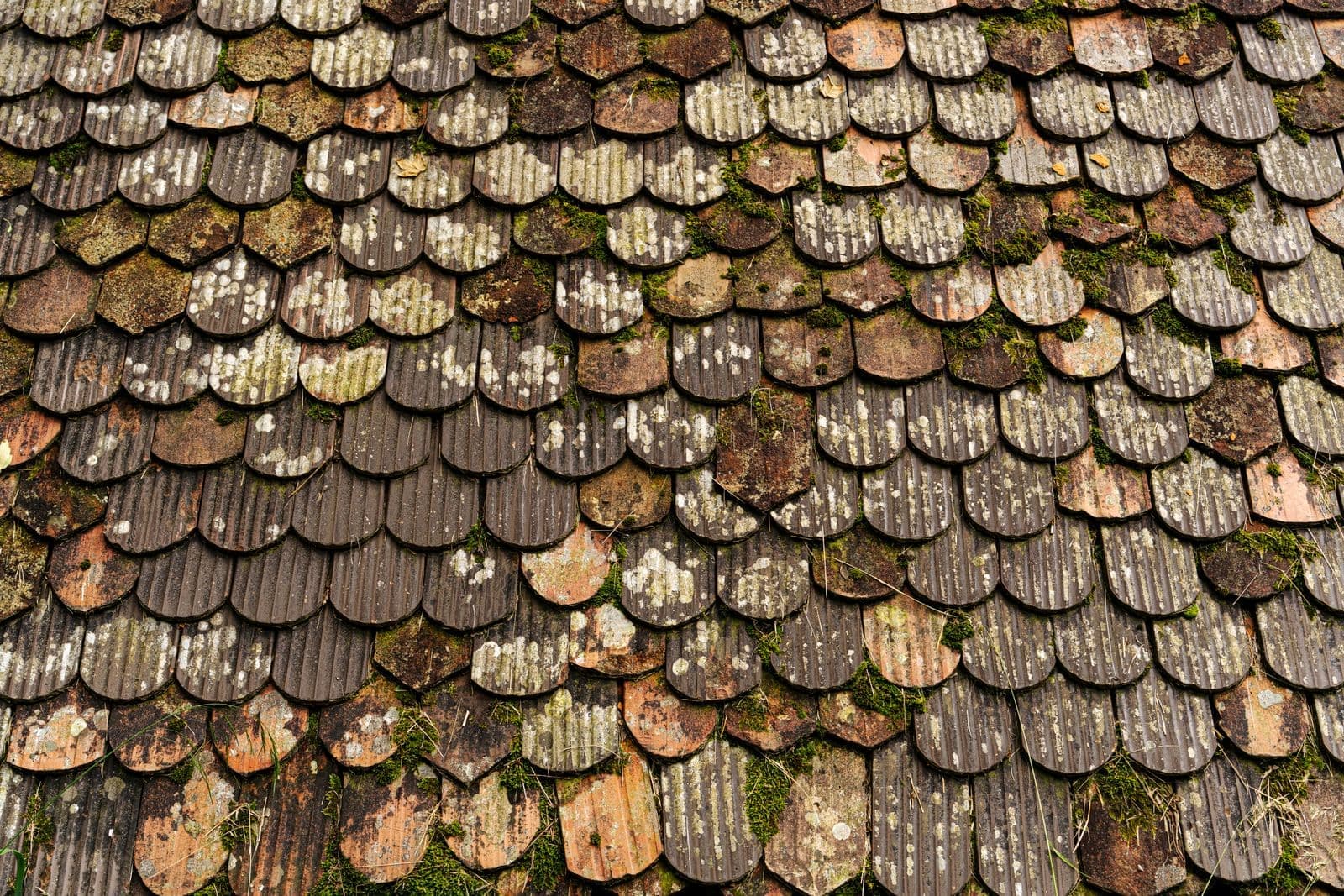 Weathered roof tiles spotted with moss and lichen